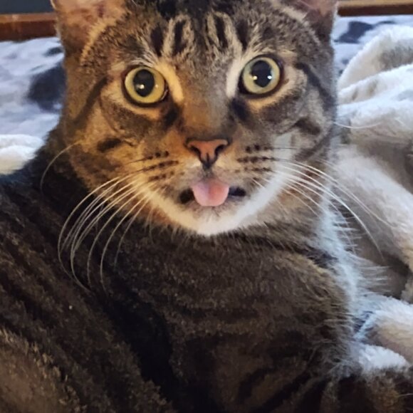 Meet your Posher, Misty - Picture 2 of 4